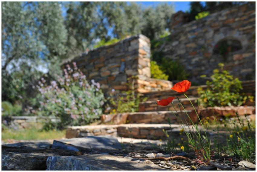 Close-up of red poppies blooming in a rustic garde