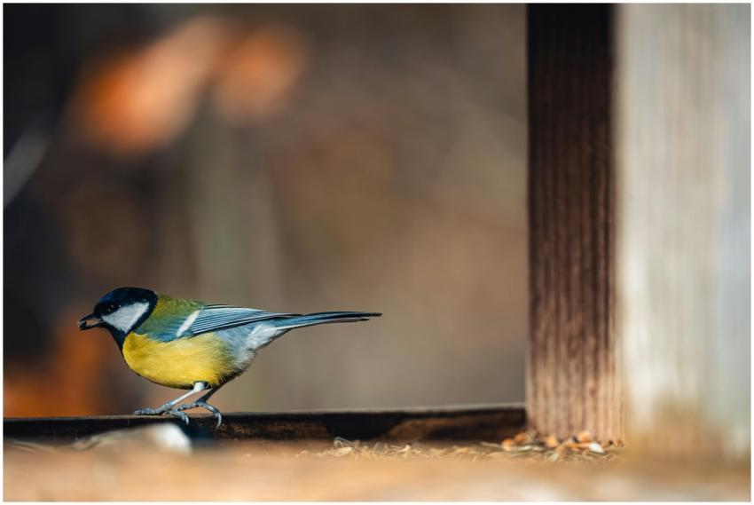 Close-up of a Great Tit bird perched on a wooden s
