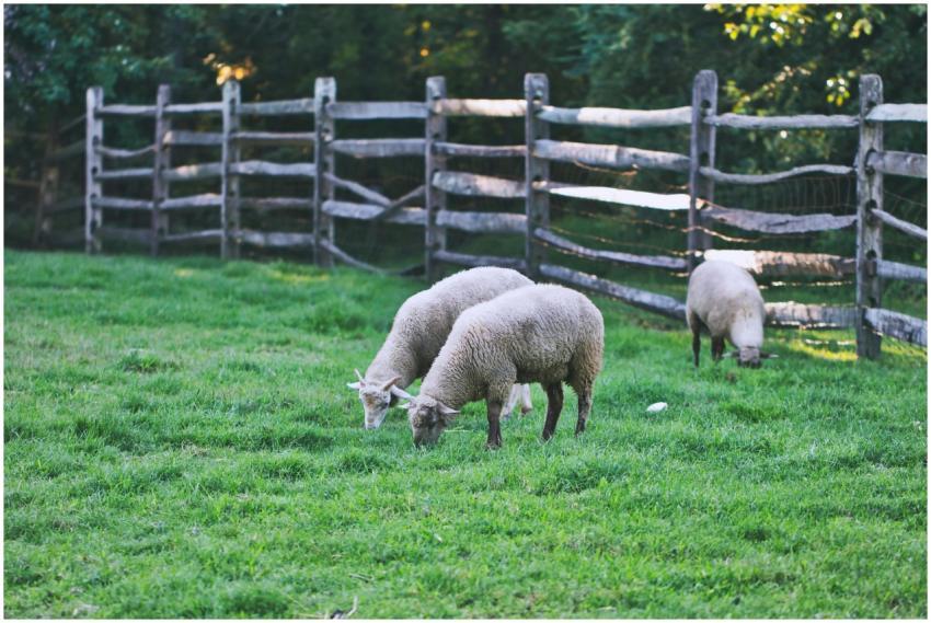 Peaceful rural scene with sheep grazing in a green