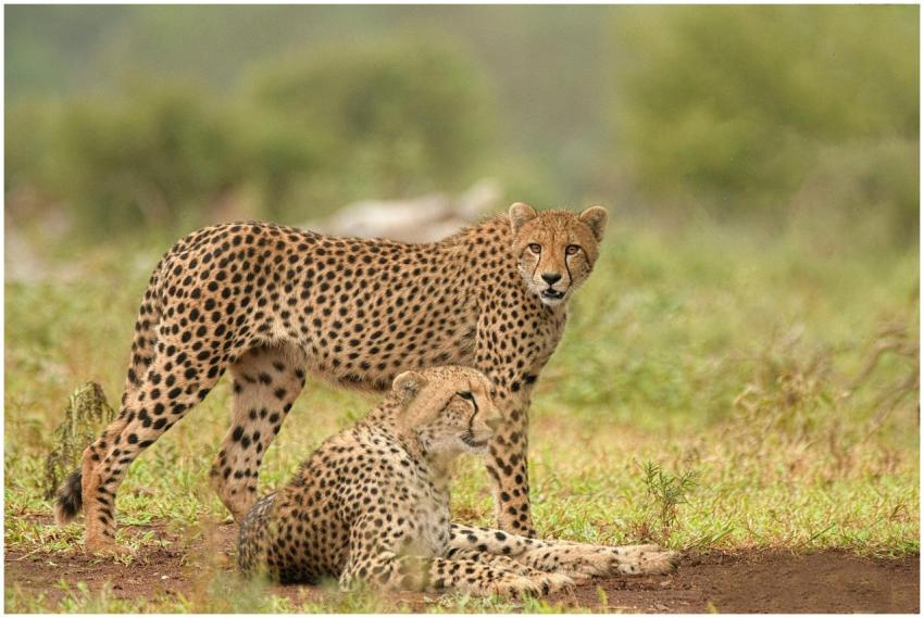 Two cheetahs resting in the grassland, showcasing