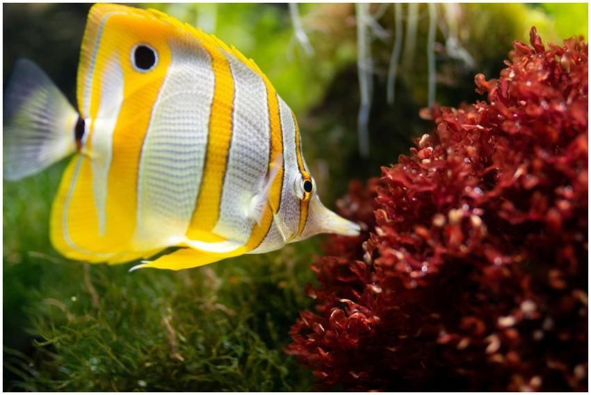 Butterfly fish exploring red coral in a lush under