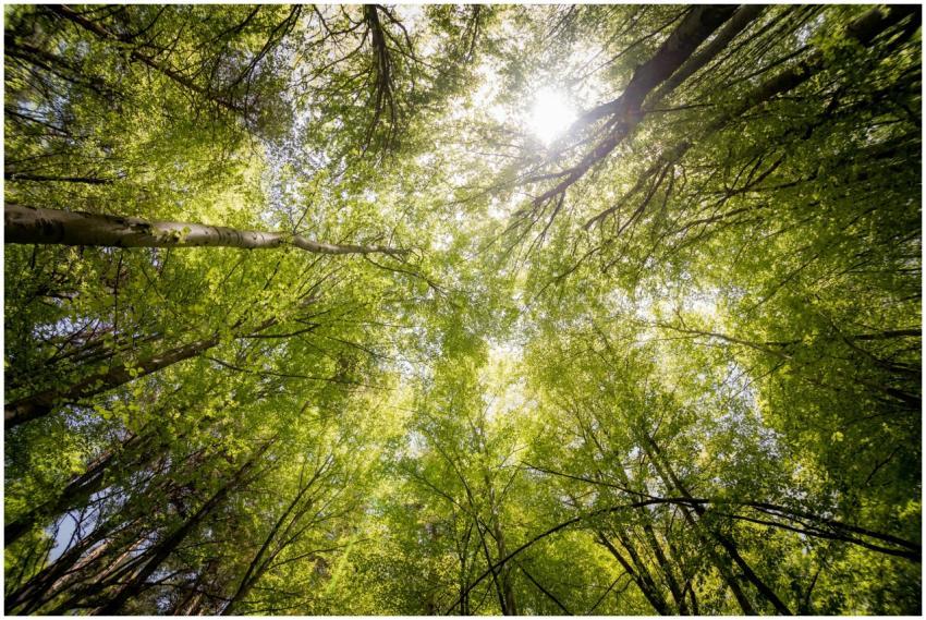 Sunlit view of green trees in a forest looking upw
