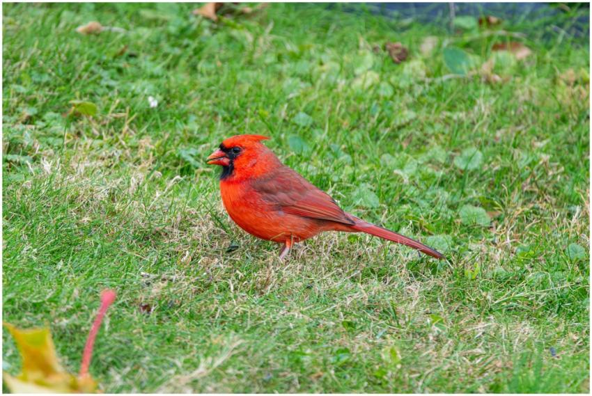 Free stock photo of cardinal, dove