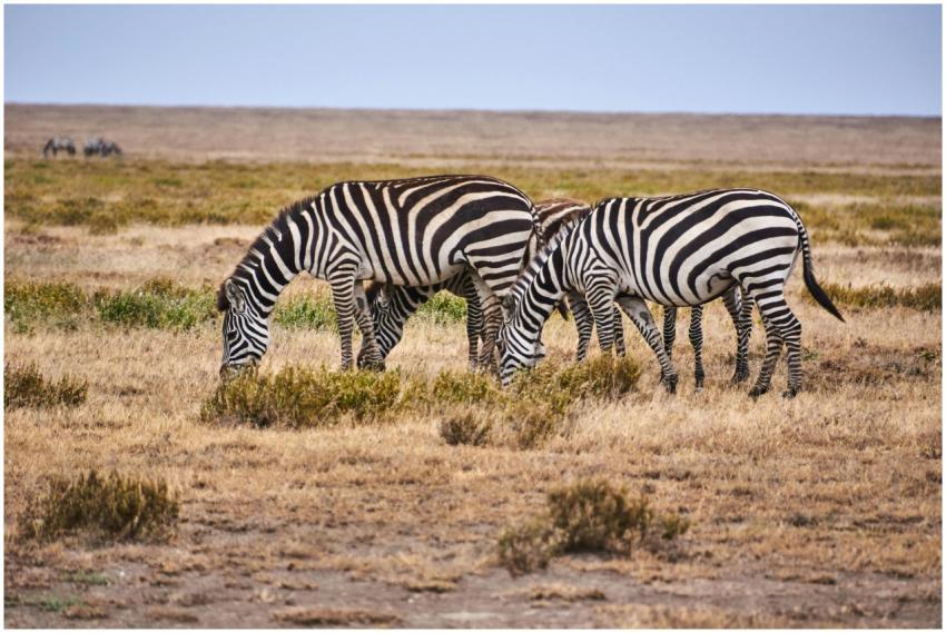 A herd of zebras grazing on the open savanna, show
