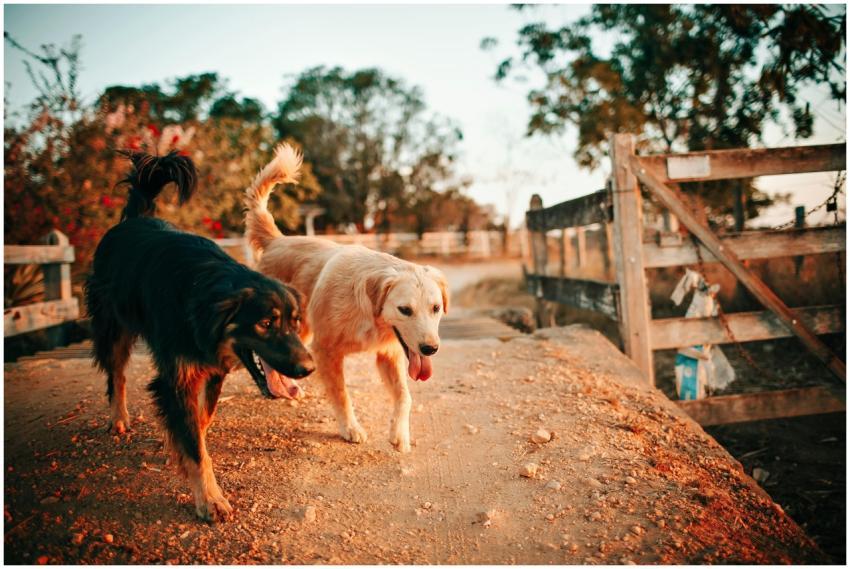 Two dogs, including a golden retriever, walk along