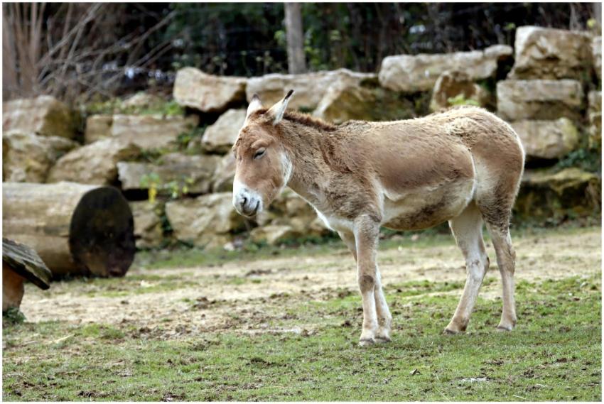 A brown mule standing outdoors on a grassy field w