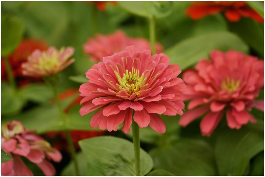 Close-up of vibrant pink zinnia flowers in a lush,
