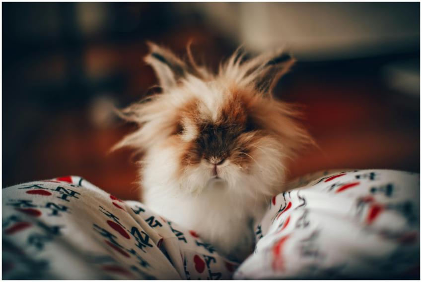 Adorable Lionhead rabbit with fluffy fur indoors,