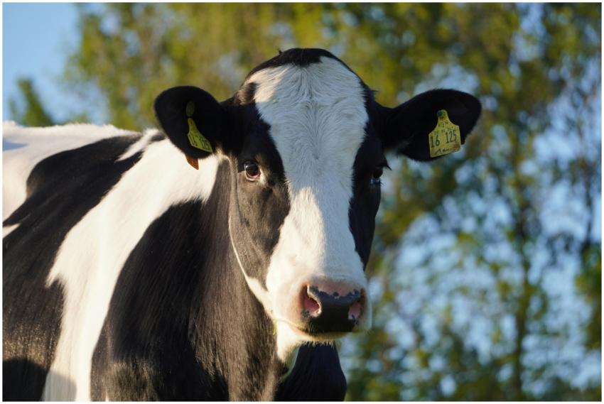 A Holstein cow with ear tags gazes calmly in an op