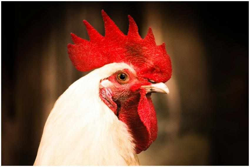 Vibrant close-up of a white Leghorn rooster with a