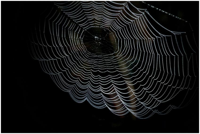 Close-up of a delicate spider web adorned with dew