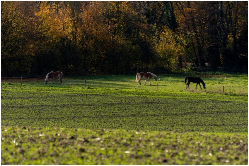 Three horses graze in a serene autumn field with c