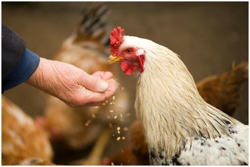 Close-up of a rooster eating grains from a person'
