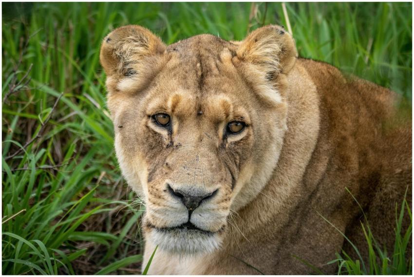 A captivating close-up of a lioness relaxing in it