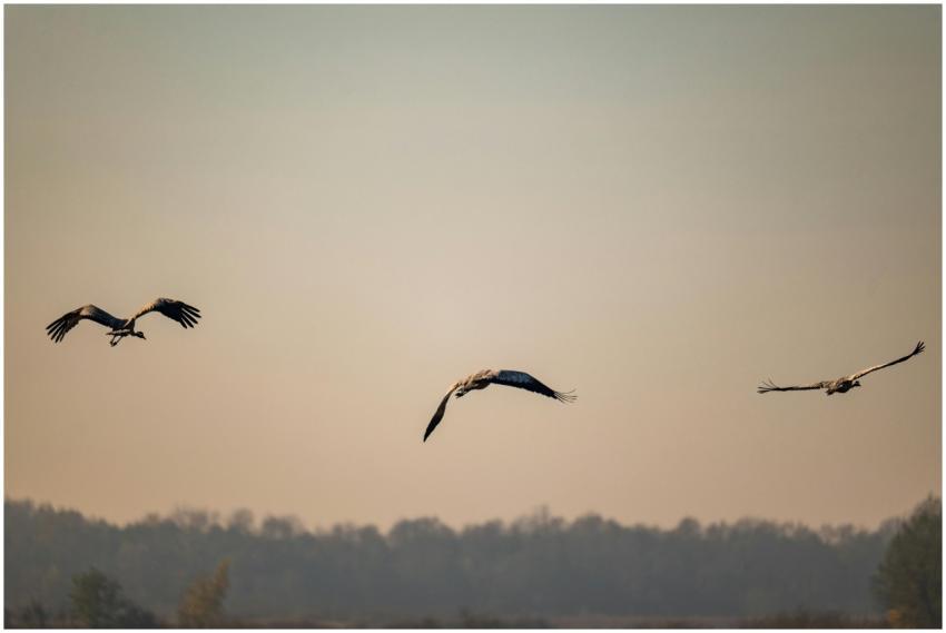 Cranes Soaring Over Autumn
