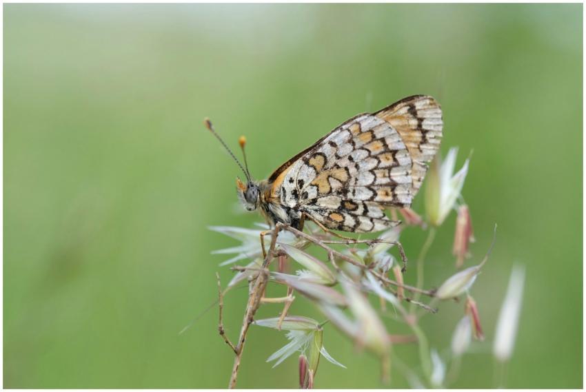 Detailed macro shot of a butterfly perched on a gr