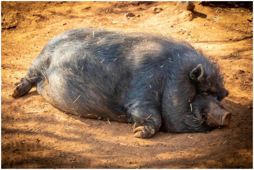 A cute black pig resting outdoors on warm soil, sh