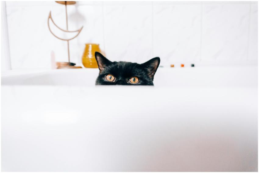 Adorable black cat peeking out of bath while looki