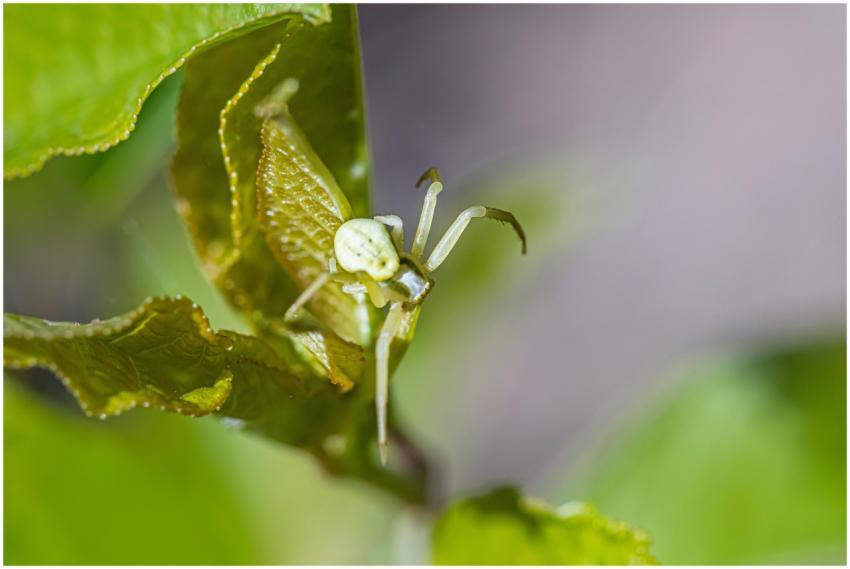 Macro shot highlighting a crab spider camouflaged