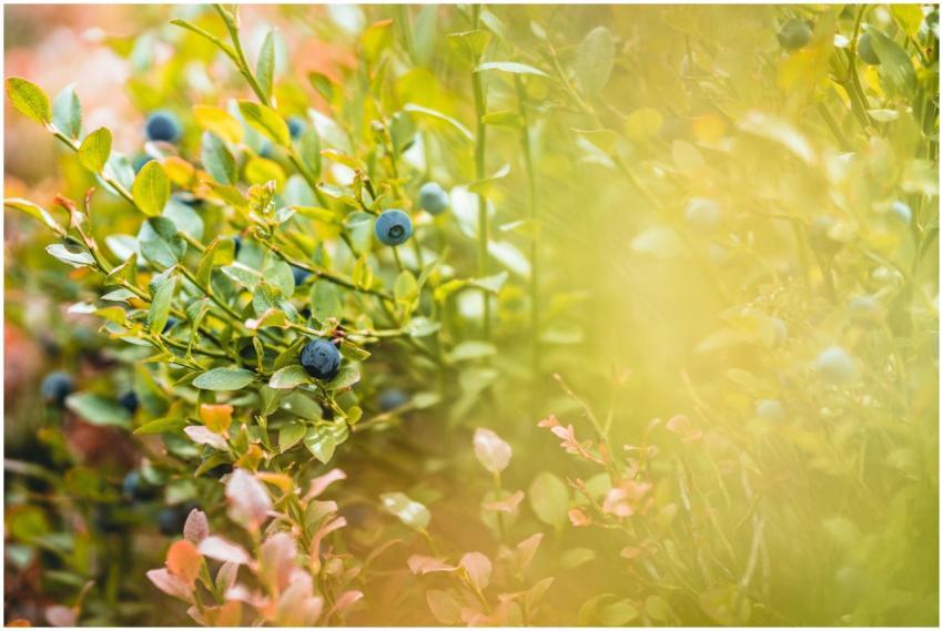 Vibrant shot of ripe blueberries on a bush, surrou