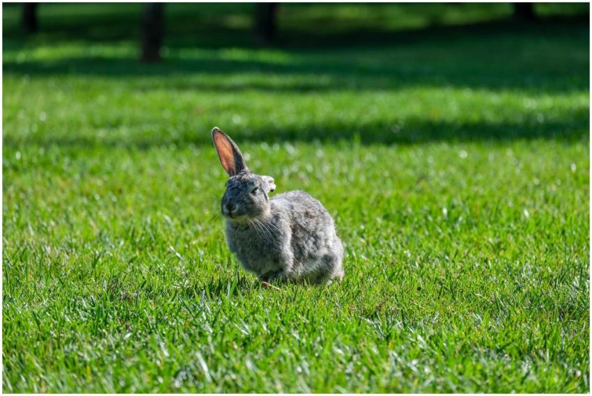 A charming hare sits attentively on a lush green l