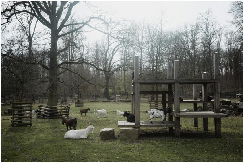 A serene countryside scene featuring goats playing