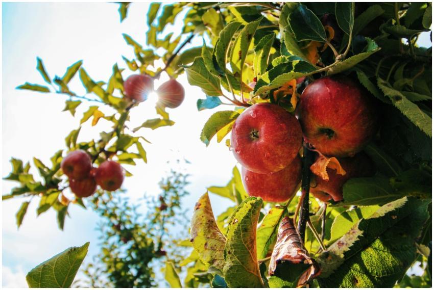 Vibrant red apples glistening with dewdrops hang f