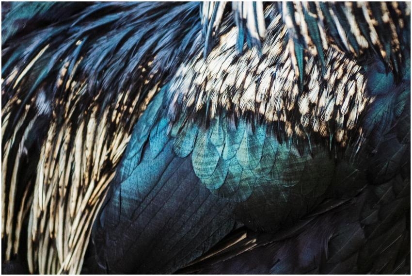 A close-up view of vibrant peacock feathers showca