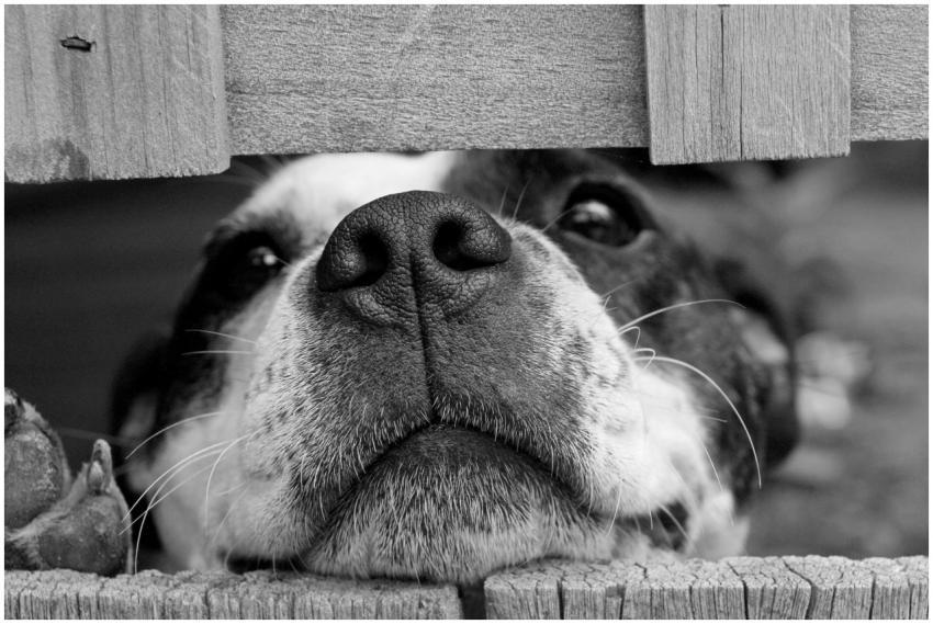 Adorable dog peeking through a wooden fence in bla