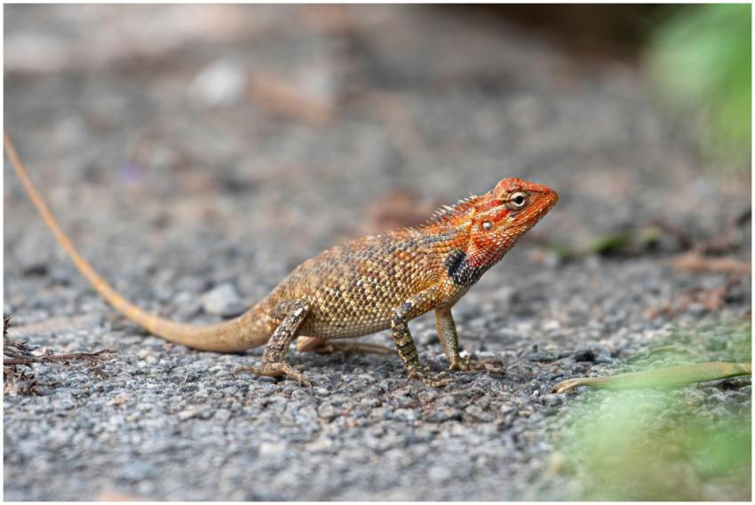 Close-up of an oriental garden lizard with vivid c