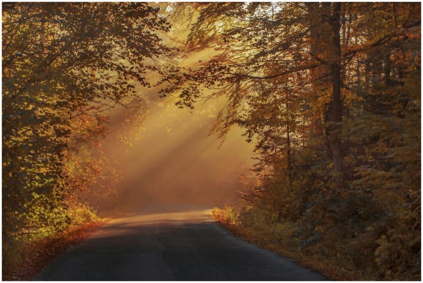 Sunlight filters through the autumn forest canopy