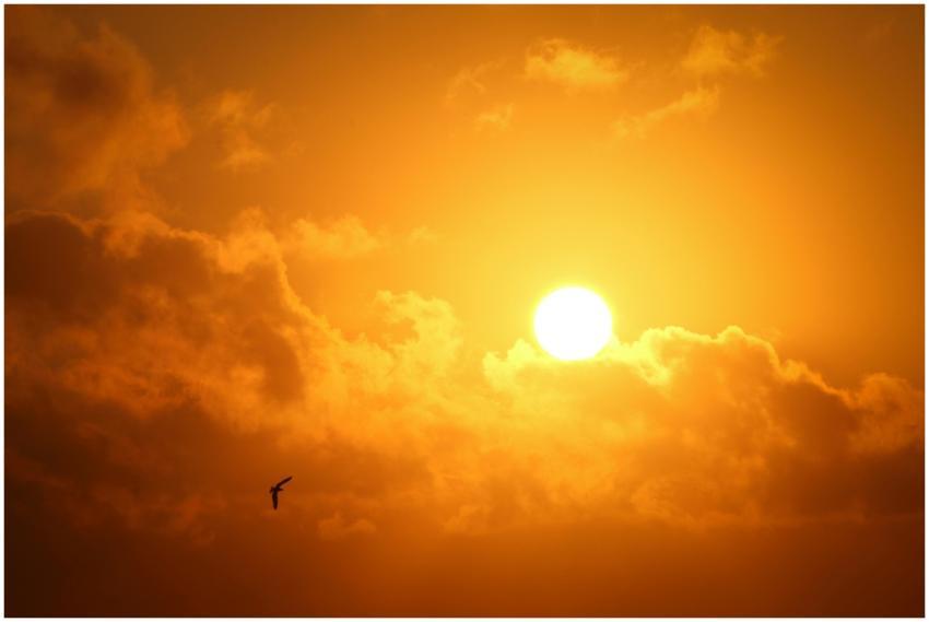 A serene sunset with a vibrant sky and a lone bird