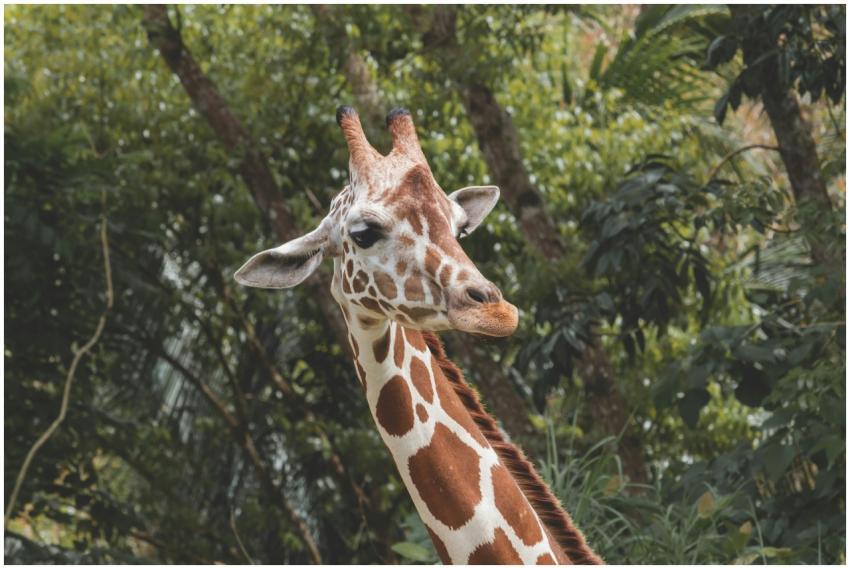 Close-up of a giraffe against a verdant backdrop i
