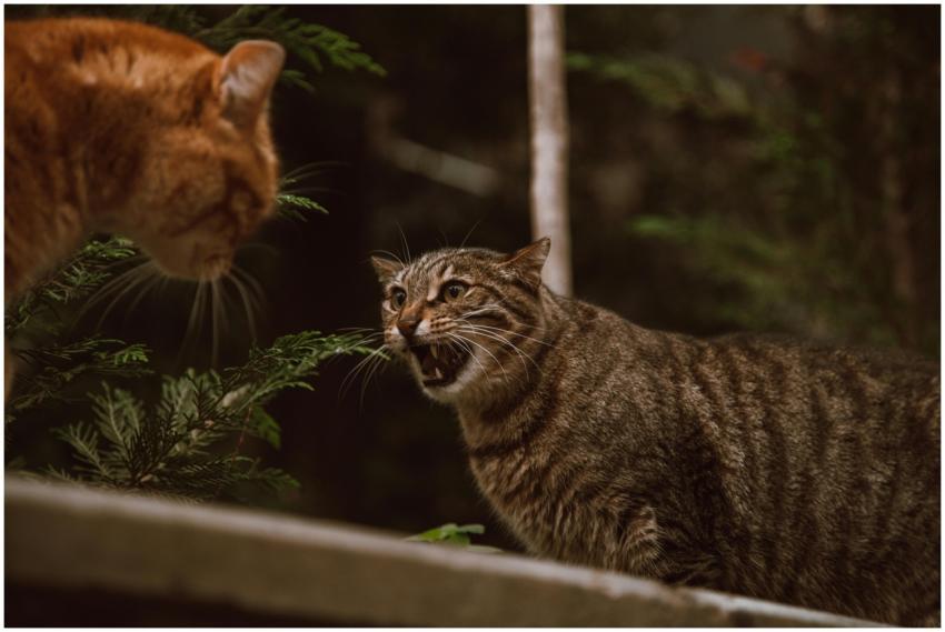 A dramatic standoff between a ginger cat and a tab