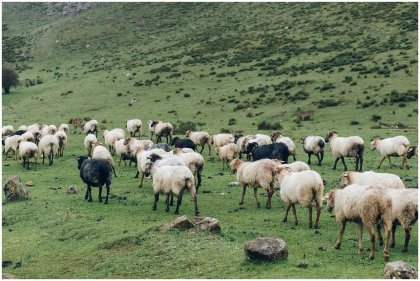 A herd of sheep grazing peacefully on a lush green