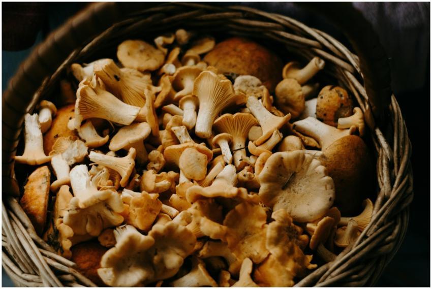 A close-up shot of fresh Chanterelle mushrooms in