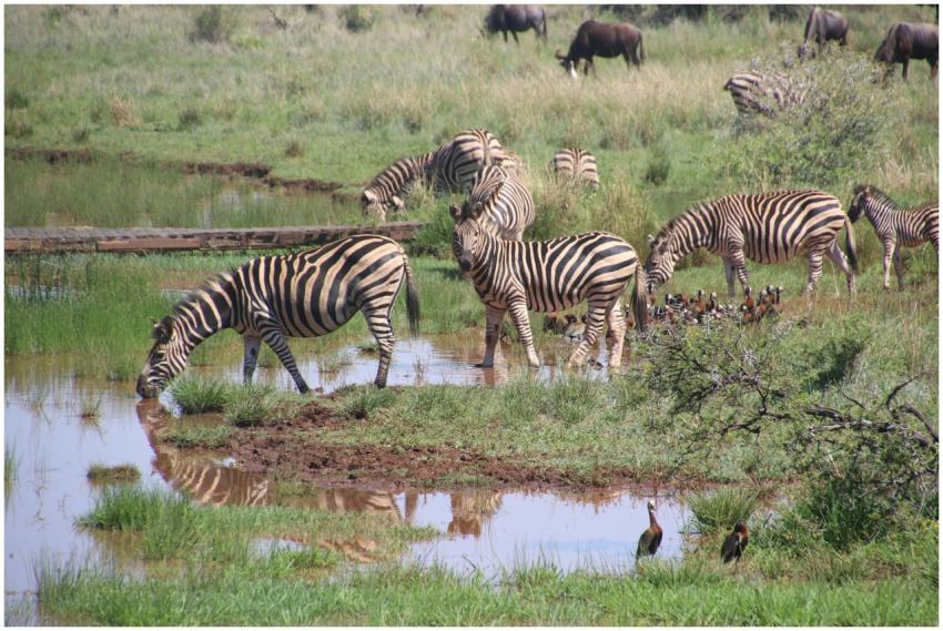 Herd of zebras and antelope drinking by a waterhol
