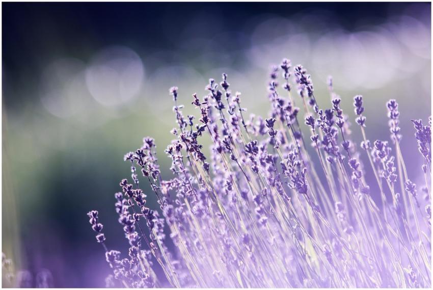 Macro shot of blooming lavender flowers with a dre