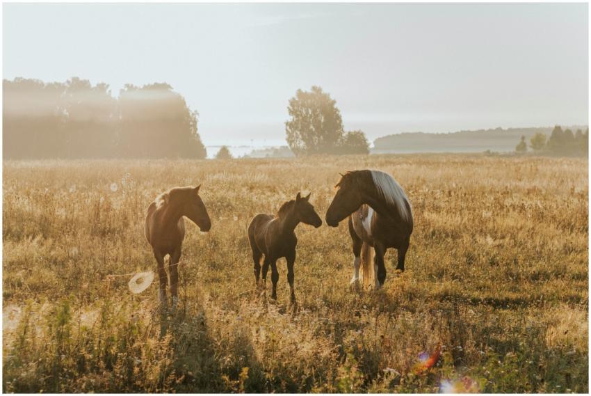 Three horses in a serene misty pasture at dawn, sh