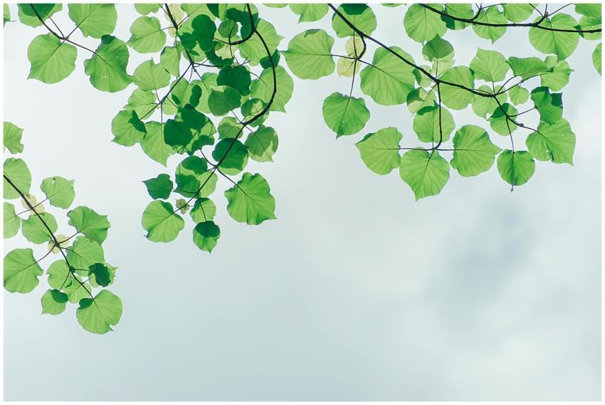 Green leaves on branches set against a cloudy sky,