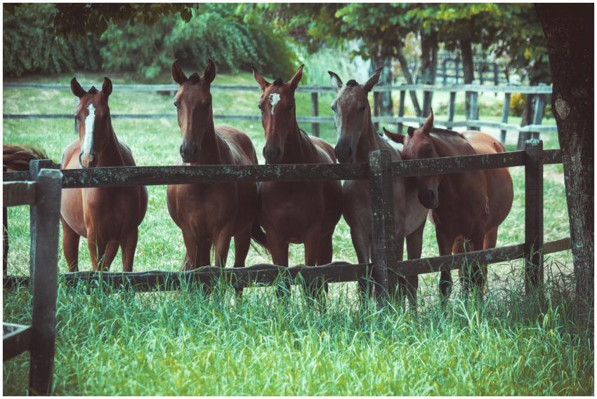 A group of horses standing behind a wooden fence o