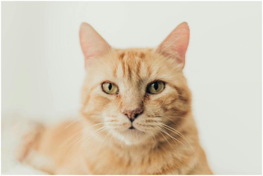 Close-up portrait of a ginger domestic cat with st