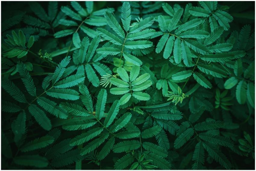 Vivid close-up of lush green tropical leaves in na