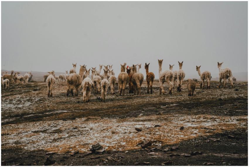 A herd of alpacas traverses a barren, desert-like