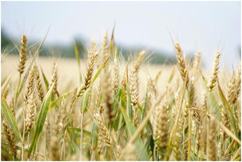 Close-up of a wheat field under a bright summer sk
