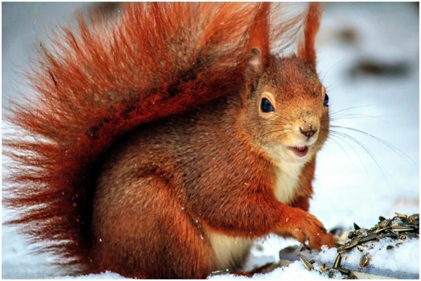 Adorable red squirrel captured outdoors in a snowy