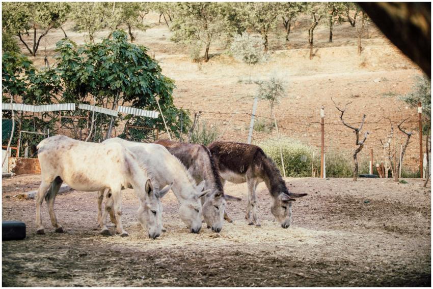 Three donkeys grazing peacefully in a rural, outdo
