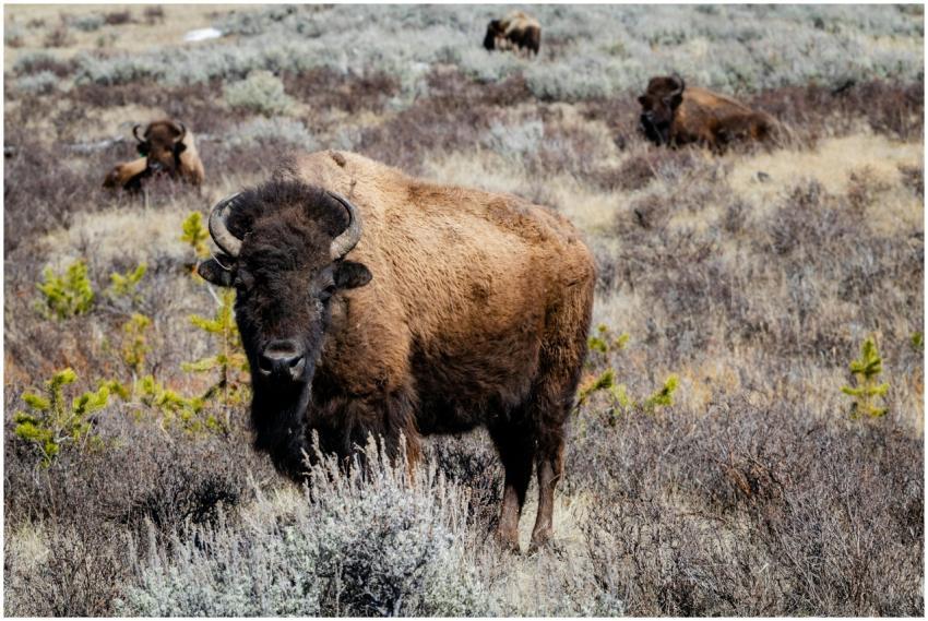 Bison grazing in the grasslands of Yellowstone Nat