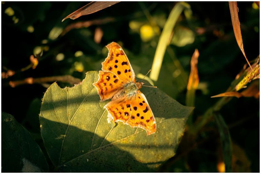 Close Up Polygonia C