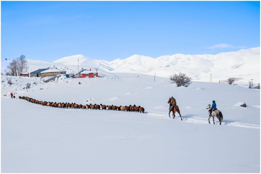 Winter Herding Scene Snowy